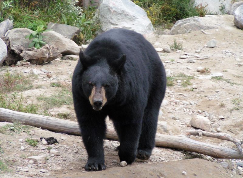 Niedźwiedź czarny - Baribal
